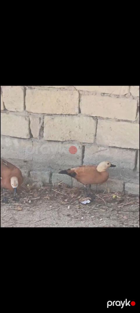 Salam aleykum bir cüt anqut ördəyi satılır ünvan maştağa qiymət 130 — Digah