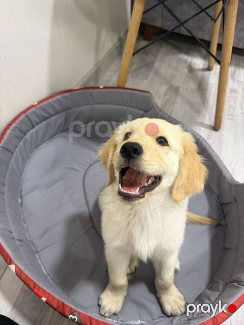 Safqan golden retriever balasıdır, 2 aylıq erkey baladır, veterinerde — Digah