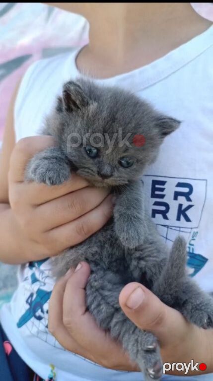Британские котята — Pişiklər, Bakı (12)