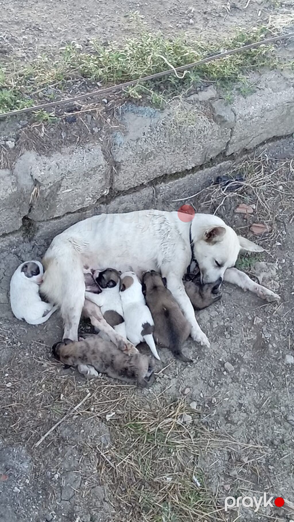 1 ay, Erkək — Köpəklər, Mehdiabad (2)