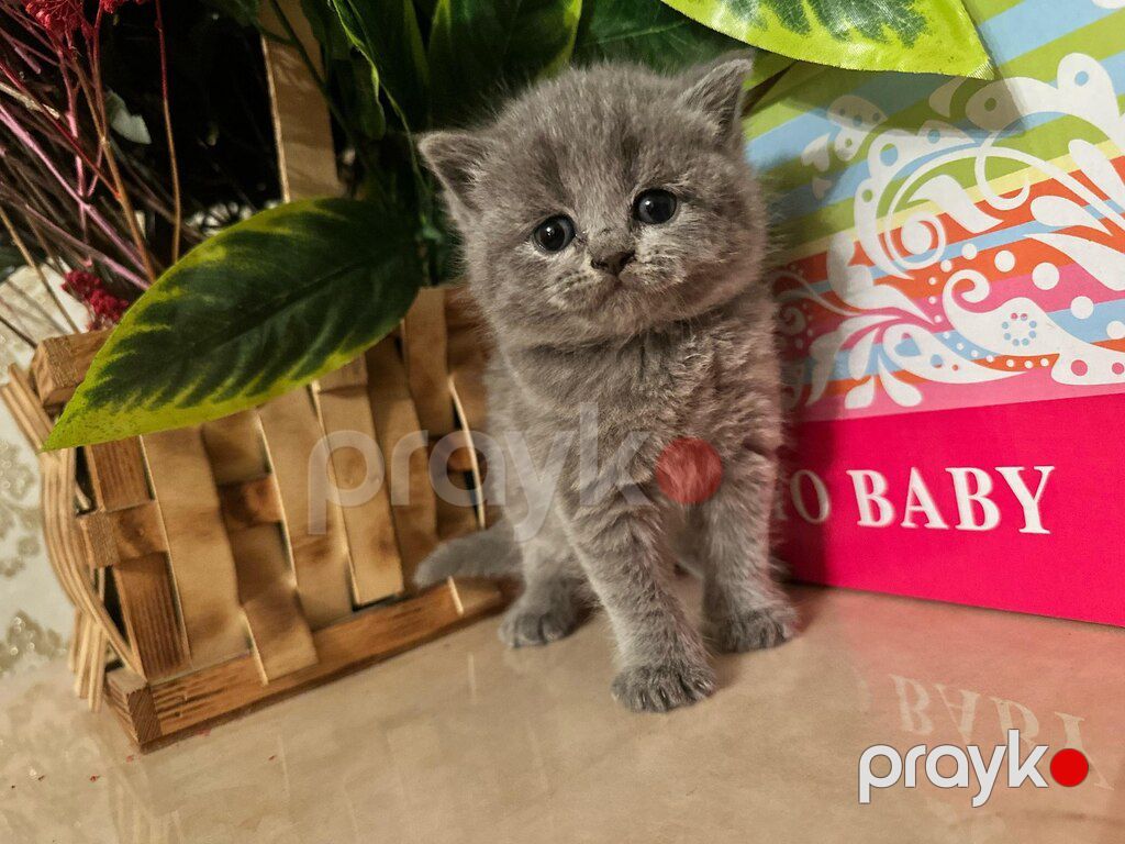 Британские котята — Pişiklər, Bakı (9)