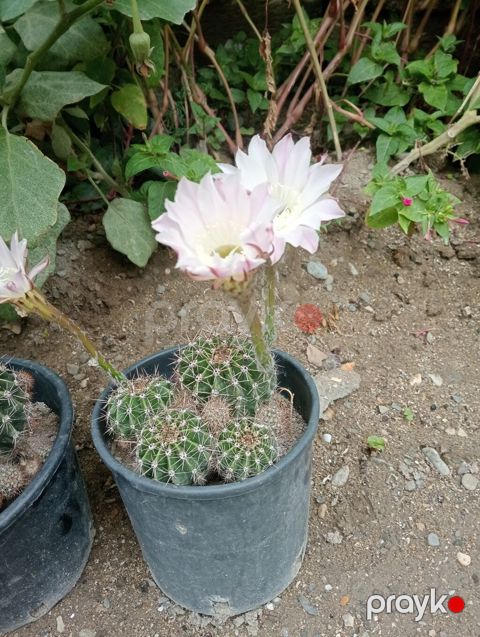 Çiçəkli kaktus – Echinopsis (saksıda) - Növ: Echinopsis (lobivioid — Digah