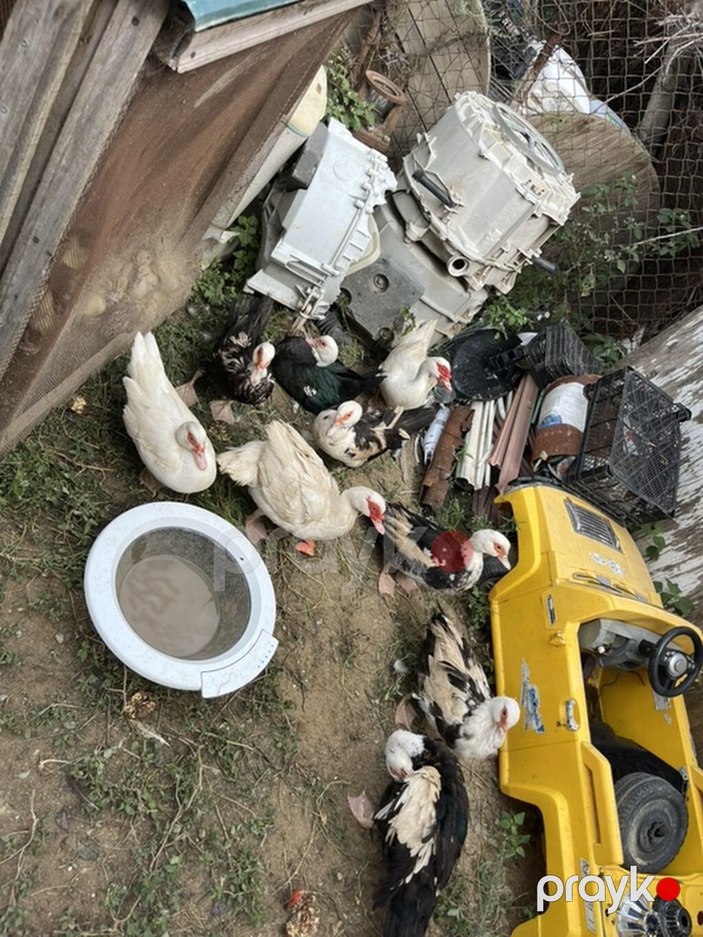 Salam diqqetle oxuyun zehmet deilsə 18 manatdan 35 manata kimi 18 — Digərləri, Fatmayı (4)