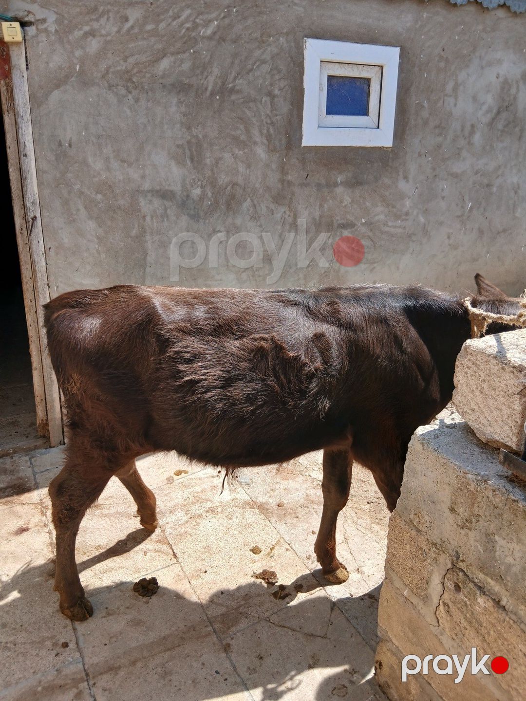 Dana — Kənd təsərrüfatı heyvanları, Şamaxı (4)