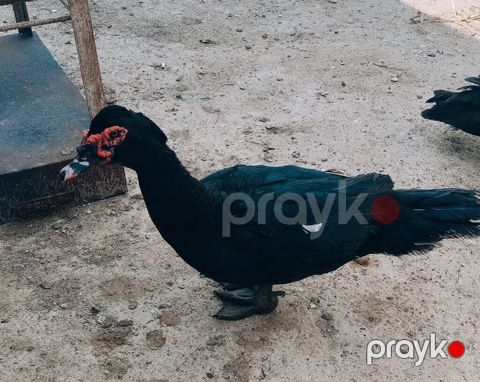 Amerkan sortu zumrudu erkeyler satilir.9 ayligdi — Digah