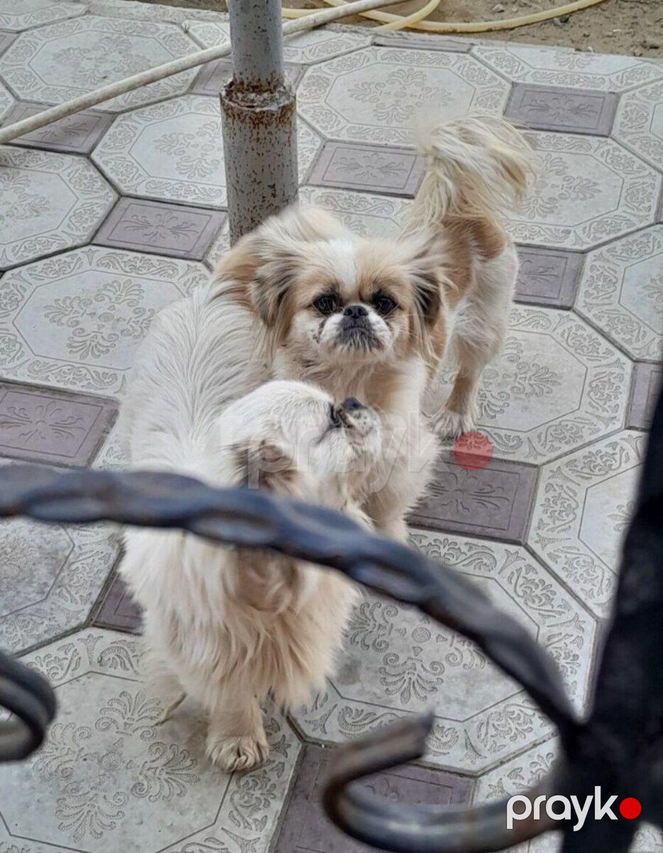 Pekines — Köpəklər, Sumqayıt (2)