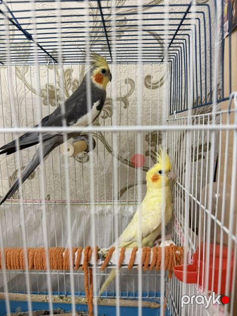 Məhsul: Nimfa (cockatiel) cütü və qəfəs dəsti Dişi ve Erkek, disi 6 — Bakı
