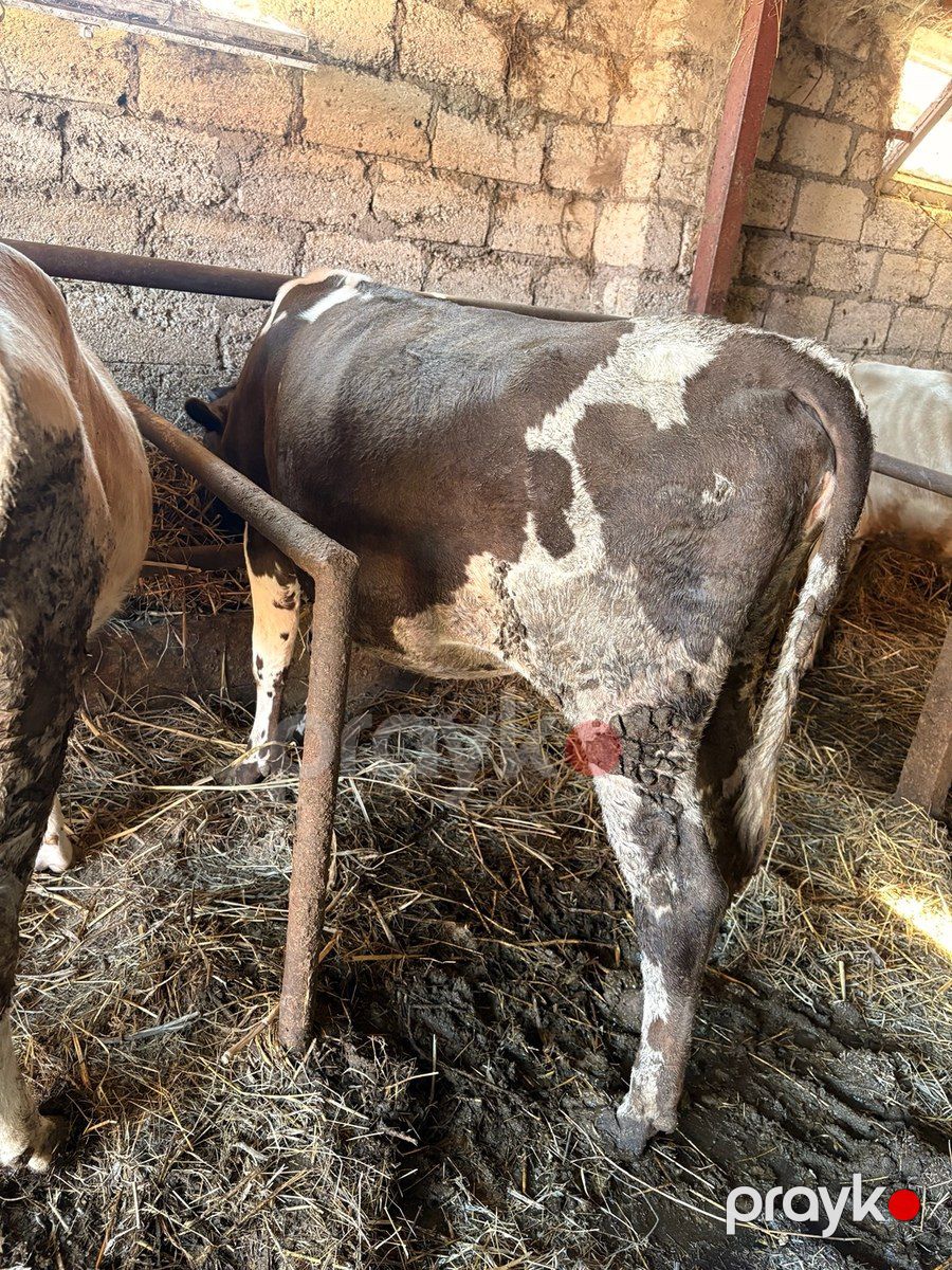 Dana — Kənd təsərrüfatı heyvanları, Xaçmaz (3)
