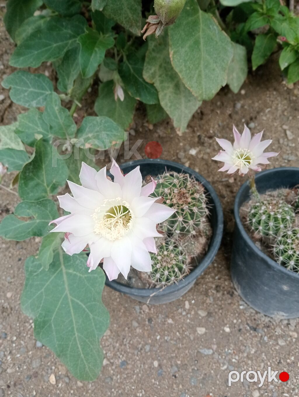 Çiçəkli kaktus – Echinopsis (saksıda) - Növ: Echinopsis (lobivioid — Qapı bitkələri, Digah (5)