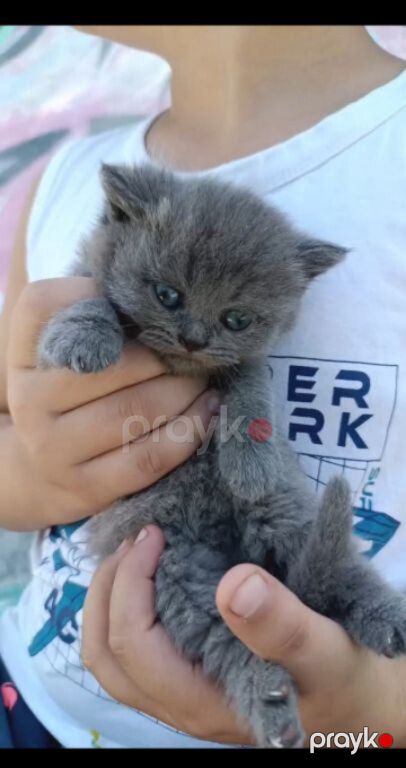 Британские котята — Pişiklər, Bakı (3)