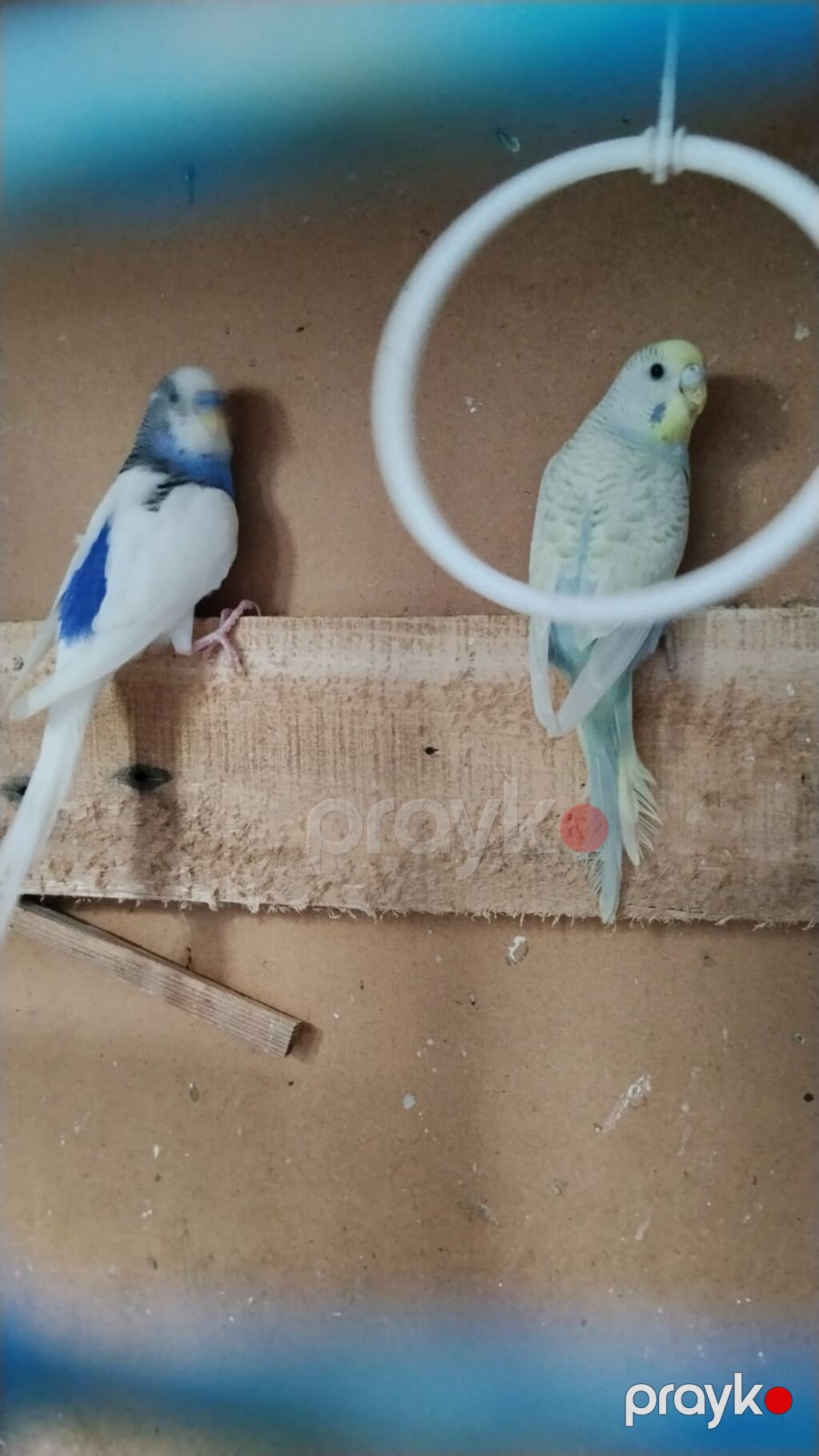 Dalmatin və rəngarəng dalğalı (muhabbet) papağanlar - Növ: Dalğalı — Digərləri, Digah (2)