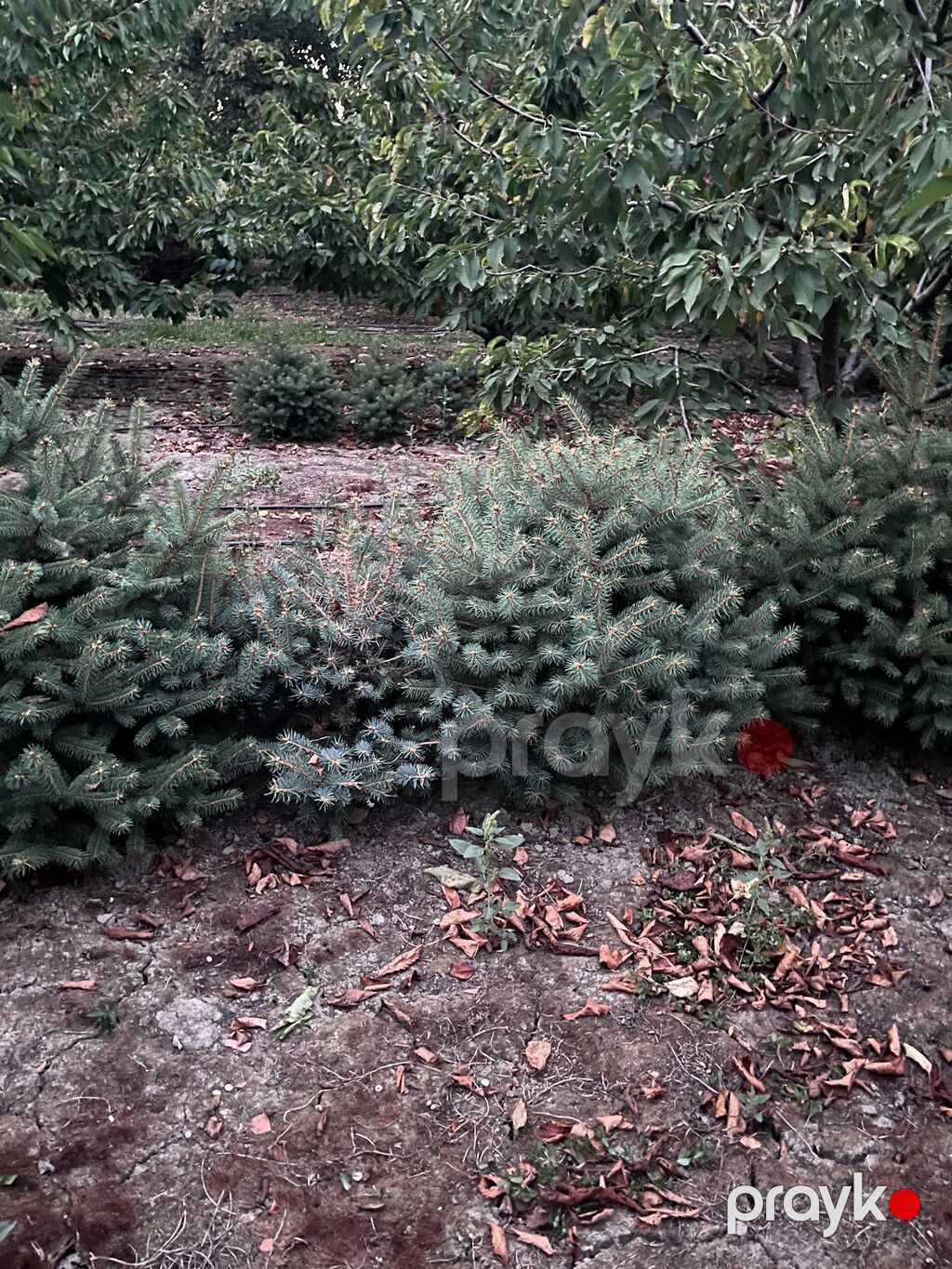 Landşaft üçün dekorativ iynəyarpaq ağaclar: sıx, konusvari tac — Ağaclar və fidan, Quba (4)