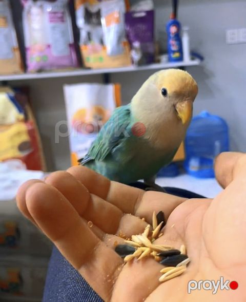 Növ: Agapornis (sevgi quşu) – əl öyrədilmiş Rəng: açıq sarı baş — Digah