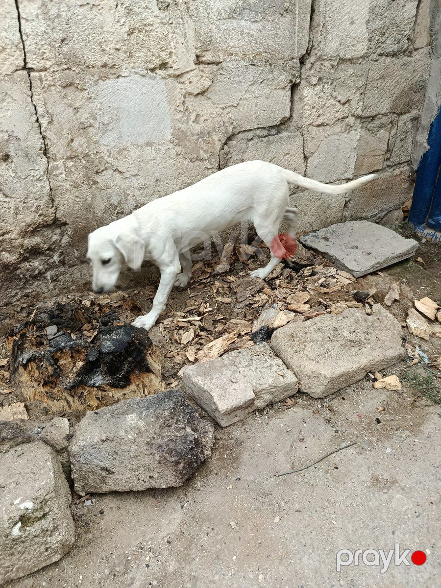 Ov iti — Köpəklər, Bakı (4)