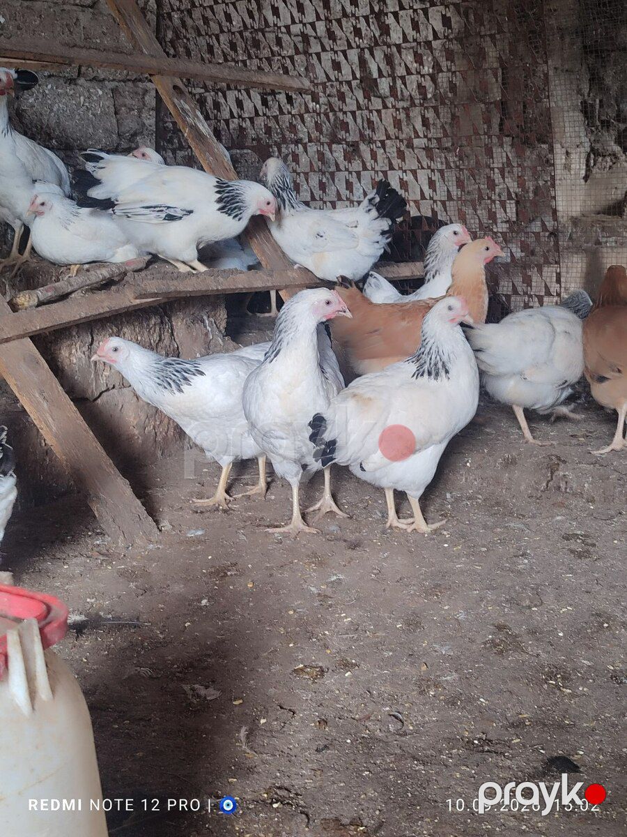 Kənd çolpaları — Quşlar, Bakı (4)