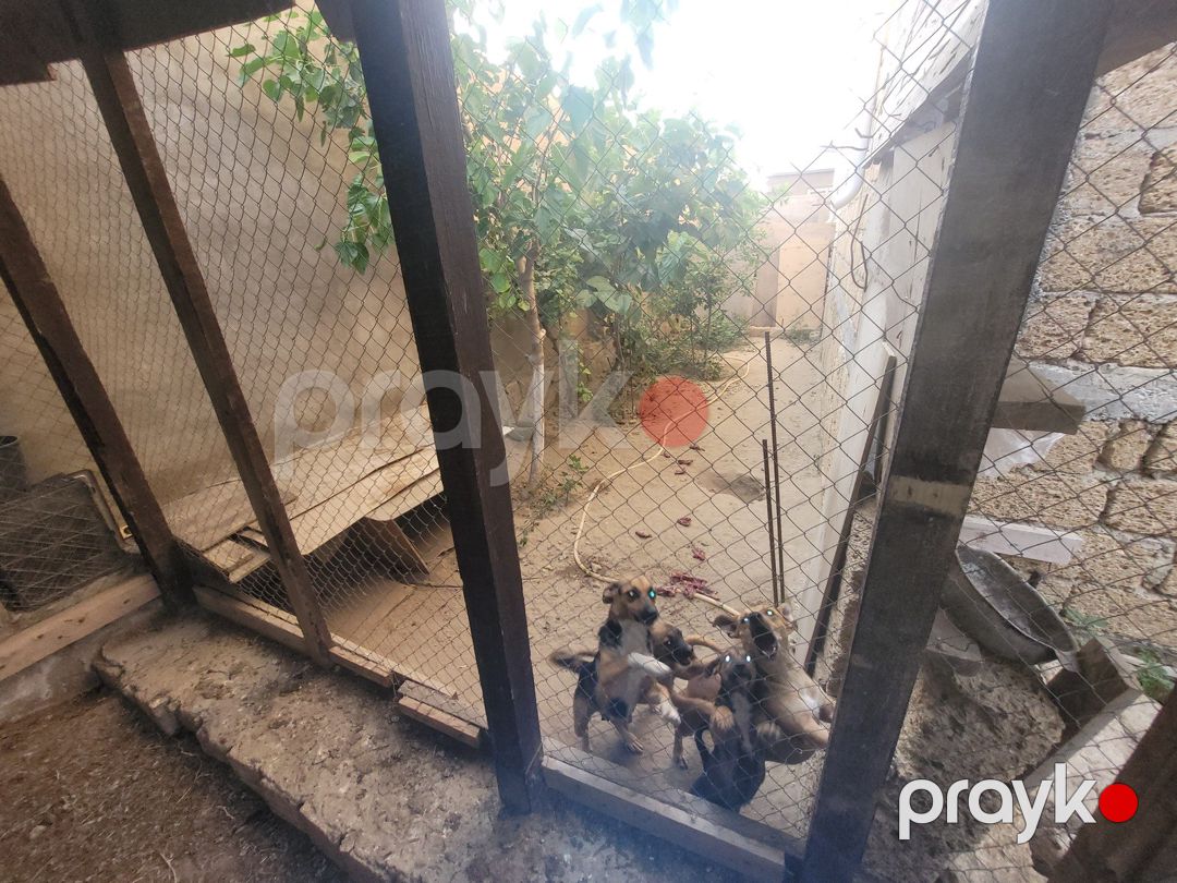 Satılır 5 otaqlı həyət evi/bağ evi 420 m² — Ev, villa, Bakı (12)