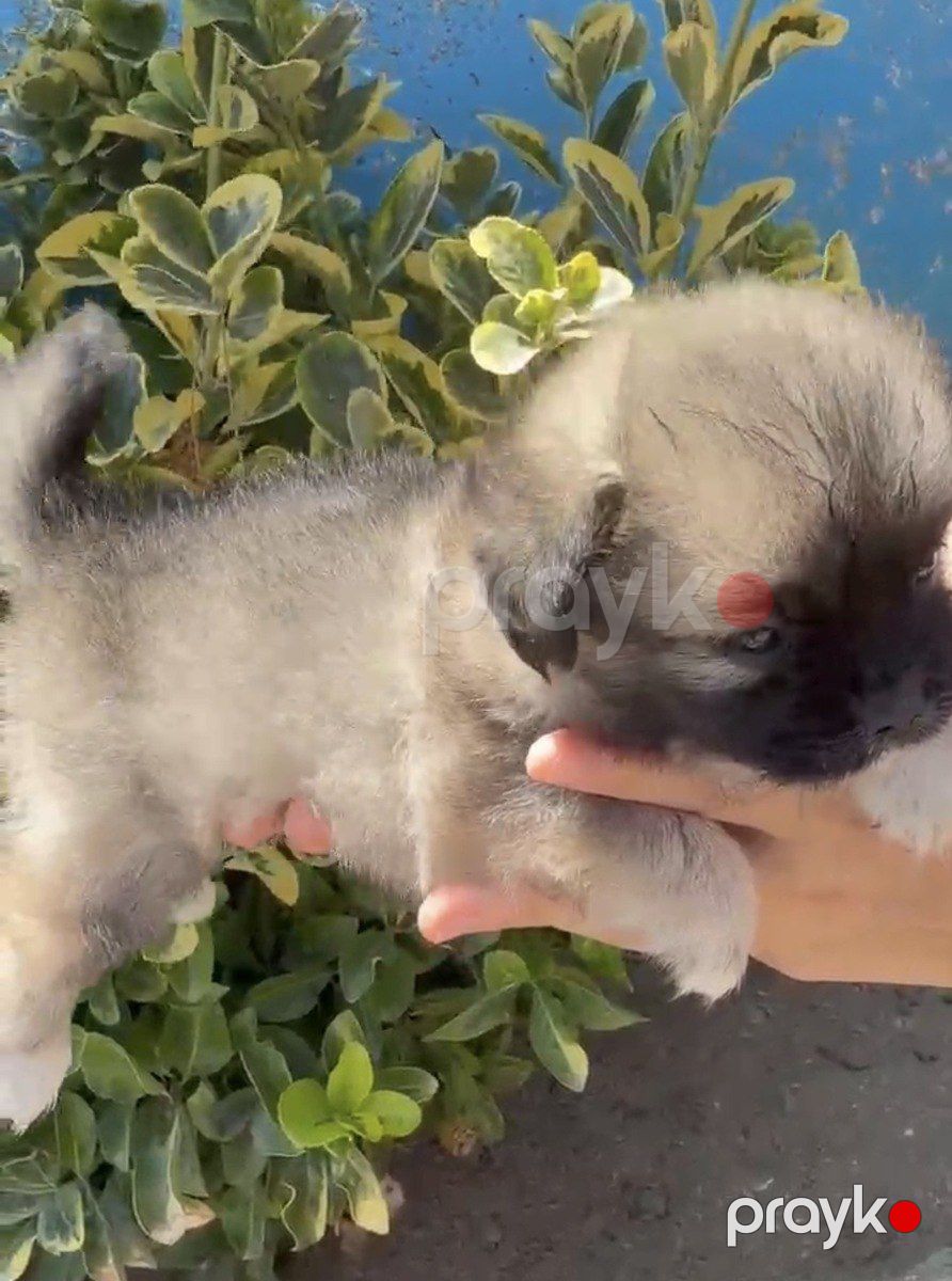 Pekines — Köpəklər, Bakı (3)