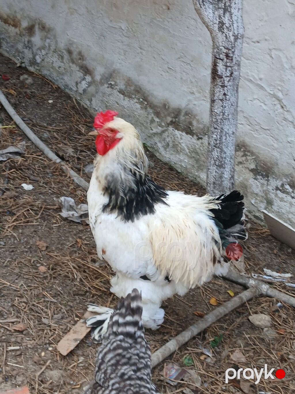 Məhsul: Ev quşu – xoruz leyt brahman 1 yaş yarımlıq saf qan sağlam — Toyuq və xoruz, Digah (3)