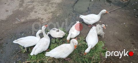 Yerli qazlar 1.6 aylıq 1 erkək 5 dişi dişilərin hamsı kürd yatır — Digah