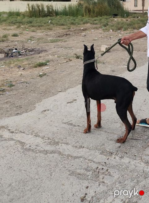 Doberman — Bakı