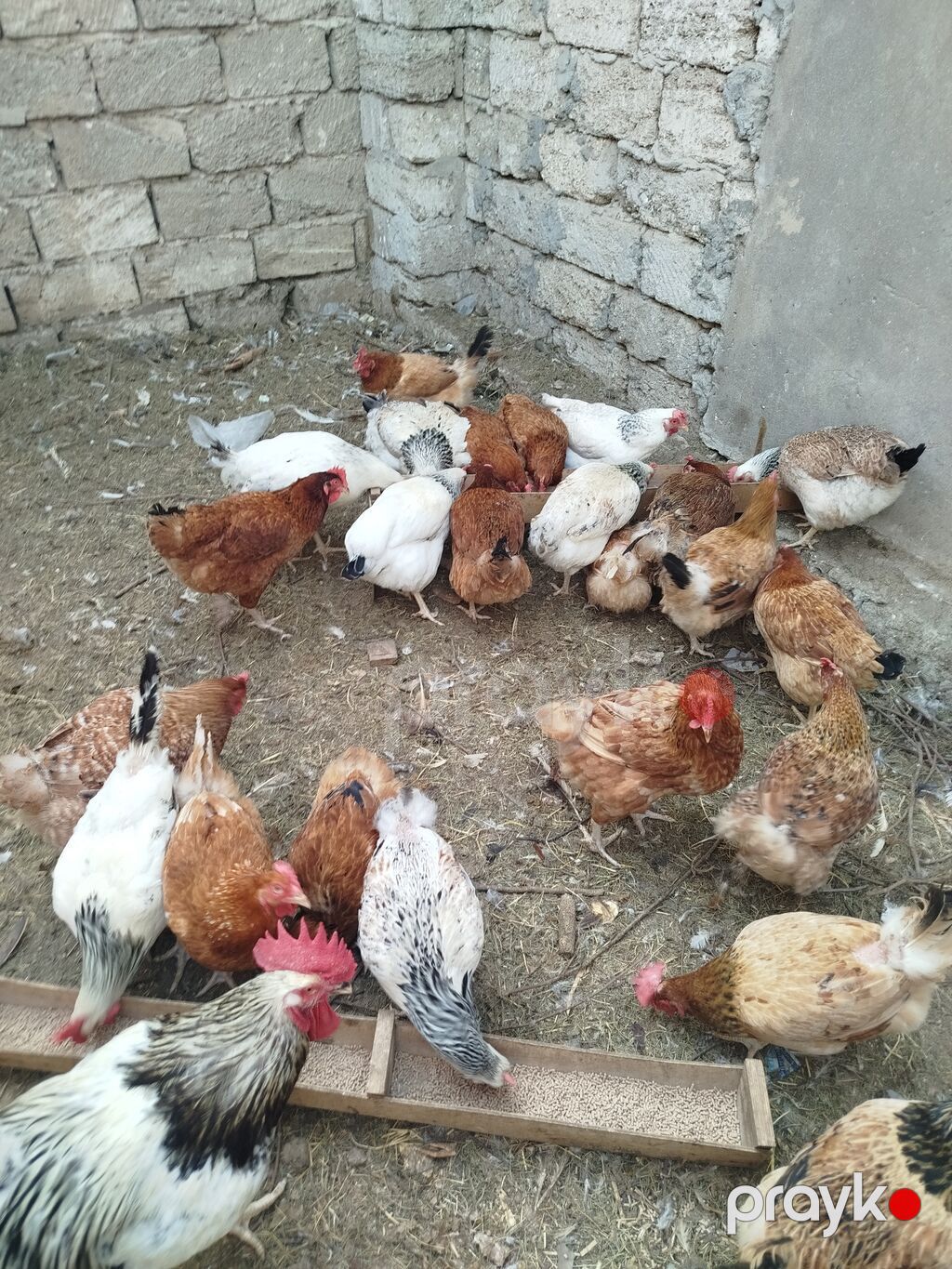 Toyuq, Yumurtalıq — Toyuq və xoruz, Digah (2)