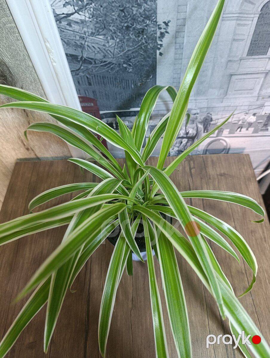 Xlorofitum variegata — Bitkilər, Bakı (2)