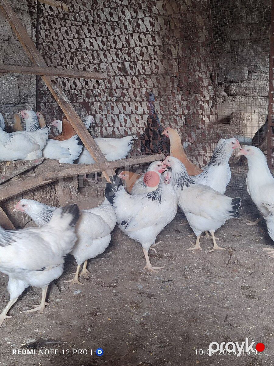 Kənd çolpaları — Quşlar, Bakı (3)
