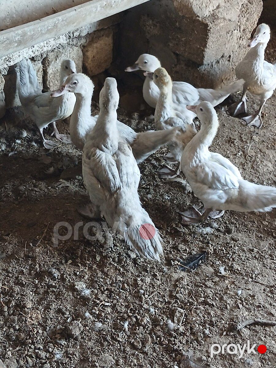 Lavanda balaları — Quşlar, Bakı (2)