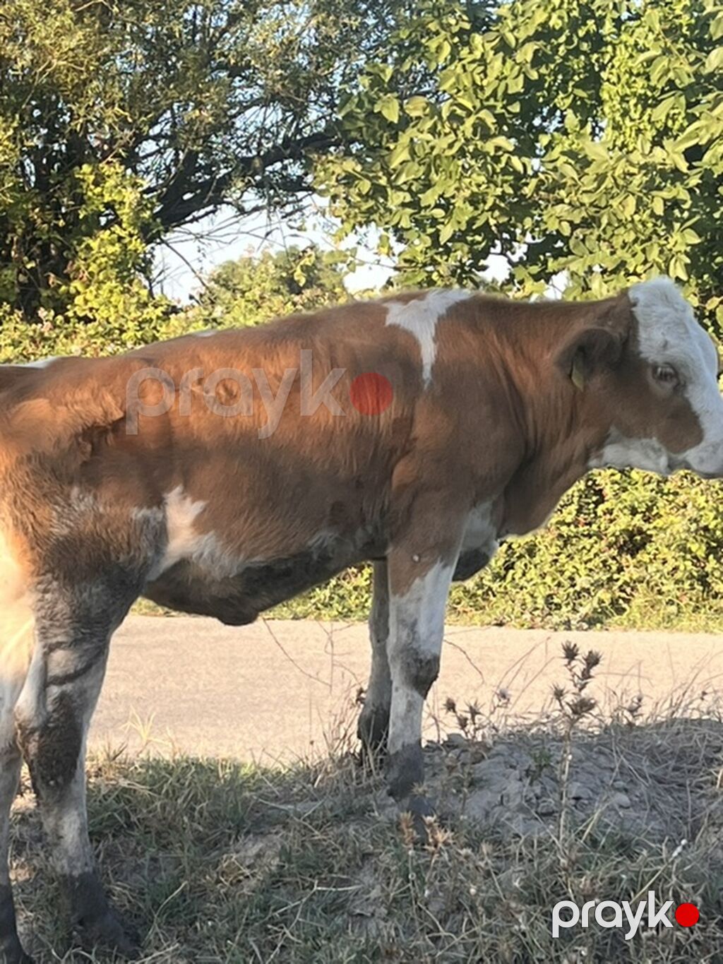 Real alıcıya endirim olacaq ana bala satılır ana biğazdı anada cins — Kənd təsərrüfatı heyvanları, Xaçmaz (6)