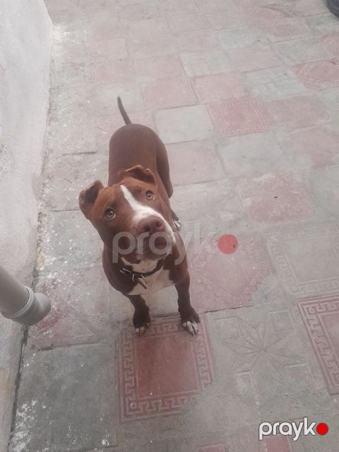 Pitbul, 5 ay, Dişi — Masazır
