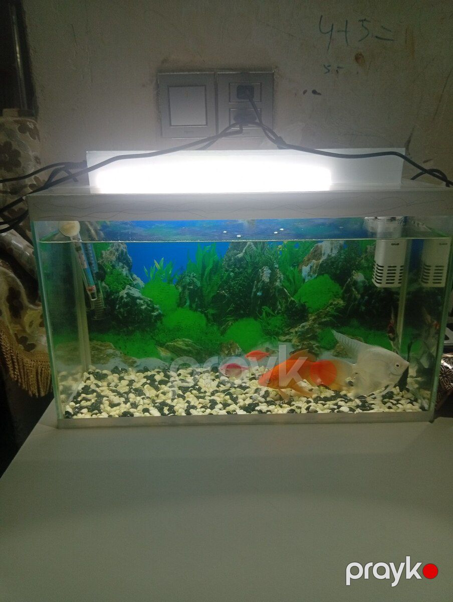 Akvarium — Akvariumlar və balıqlar, Bakı (6)