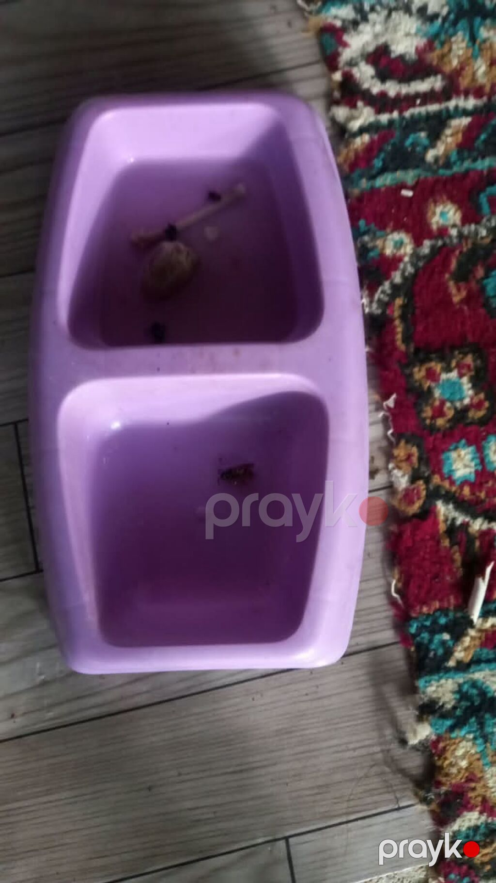 Məhsul: Pişik üçün aksesuarlar dəsti – Daşıma çantası: Sərt korpuslu — Digər, Lənkəran (4)