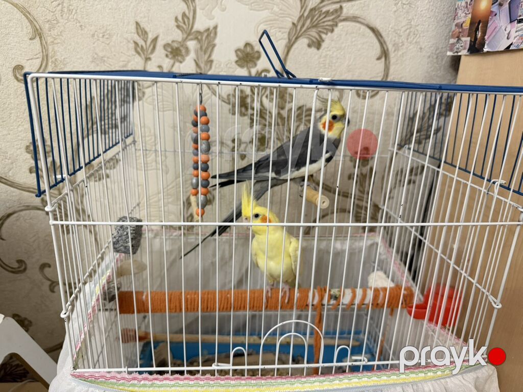 Məhsul: Nimfa (cockatiel) cütü və qəfəs dəsti Dişi ve Erkek, disi 6 — Qəfəslər, Bakı (2)