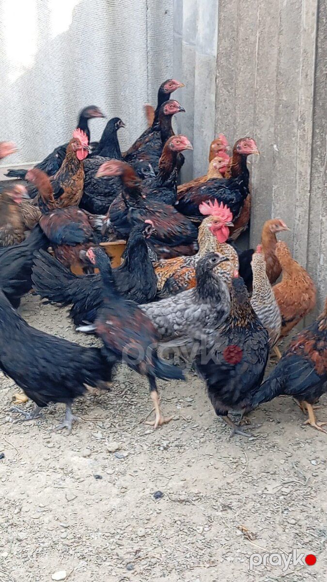 Heyratılar — Quşlar, Bakı (5)
