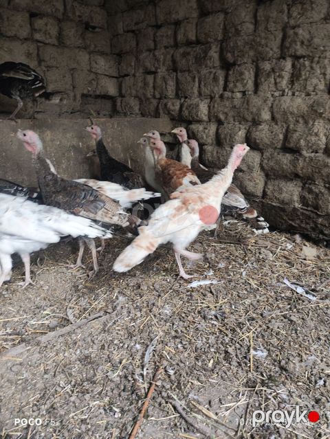 Hind toyuqları (papaqı) – müxtəlif rənglərdə sürü - Növ: hind quşu — Hacıqabul