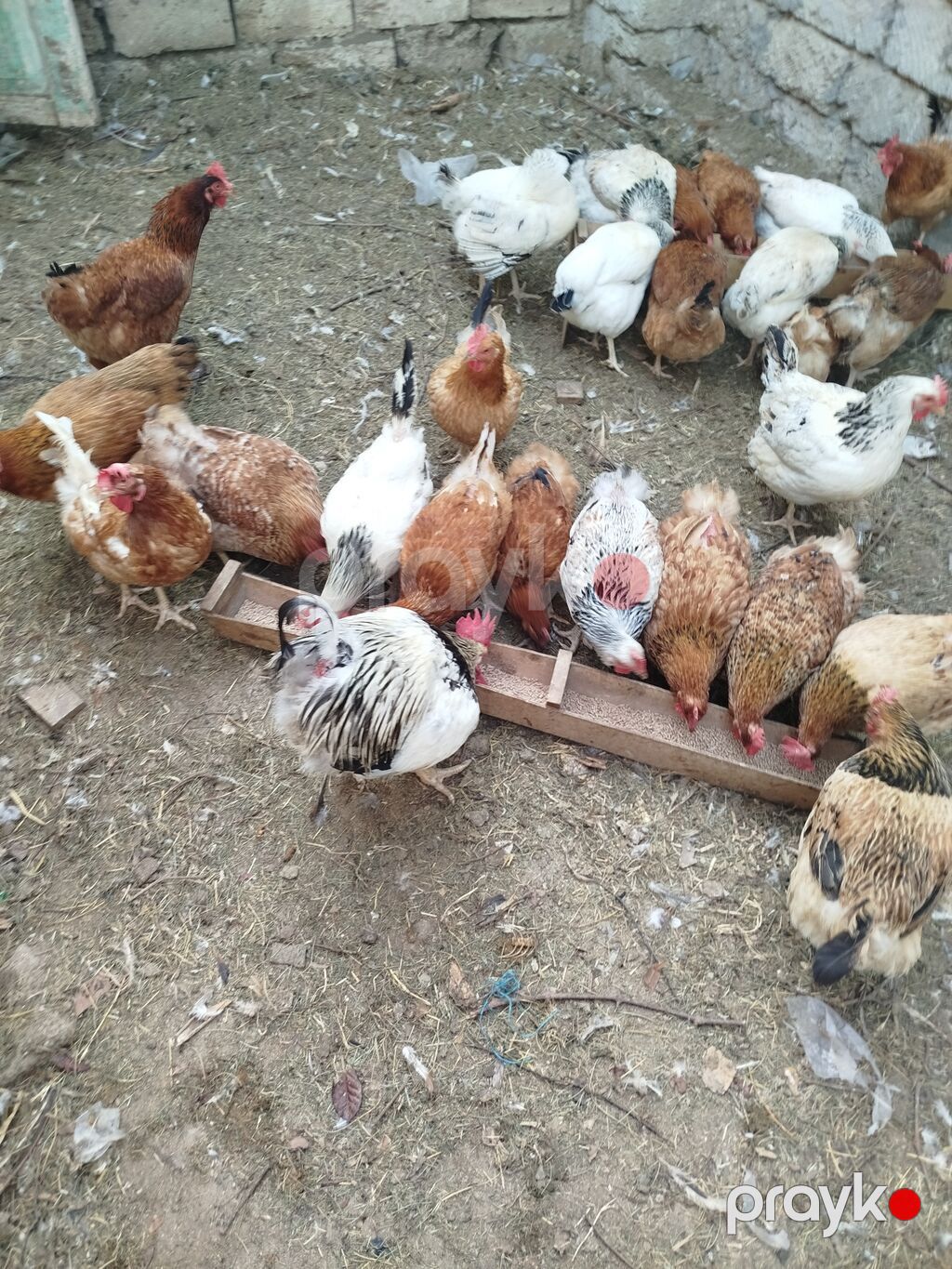 Toyuq, Yumurtalıq — Toyuq və xoruz, Digah (6)