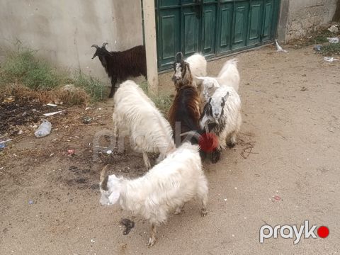 Keçi — Bakı
