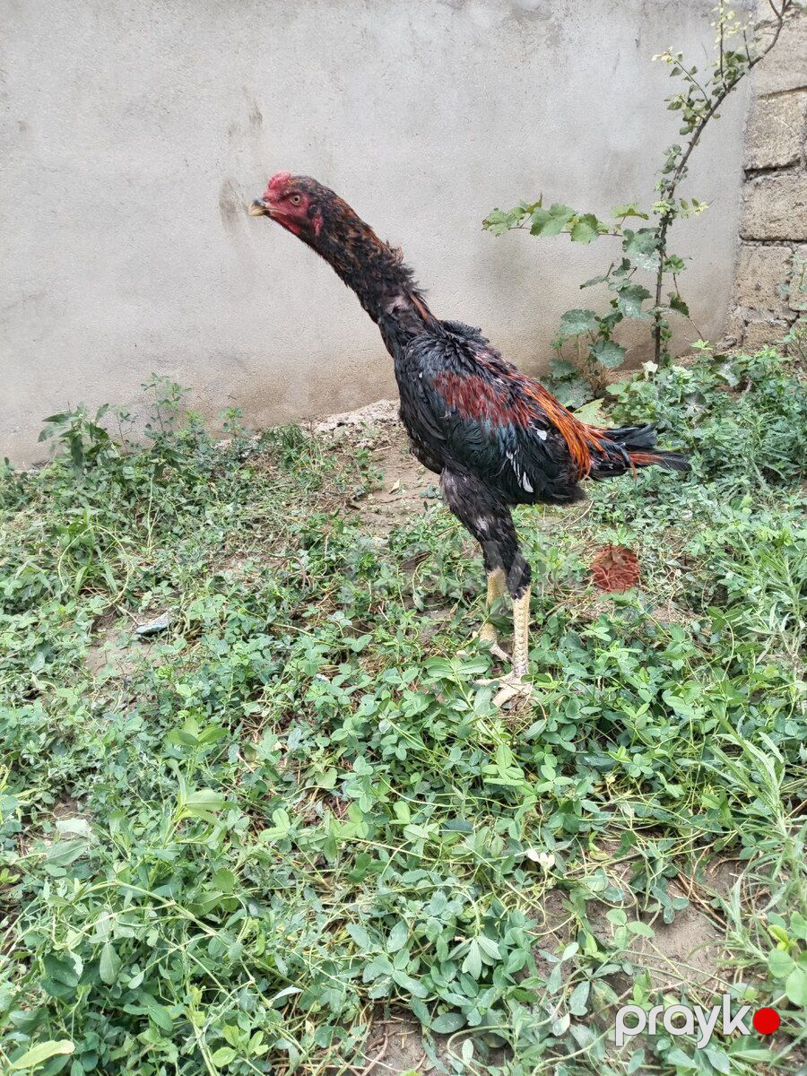Heyratı çolpalar — Quşlar, Xırdalan (12)