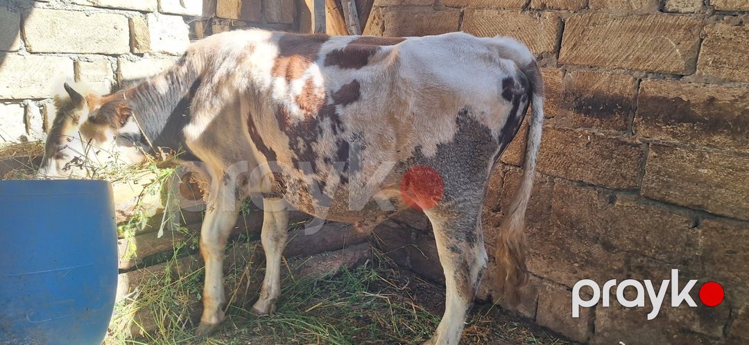 Danalar — Kənd təsərrüfatı heyvanları, Xudat (9)