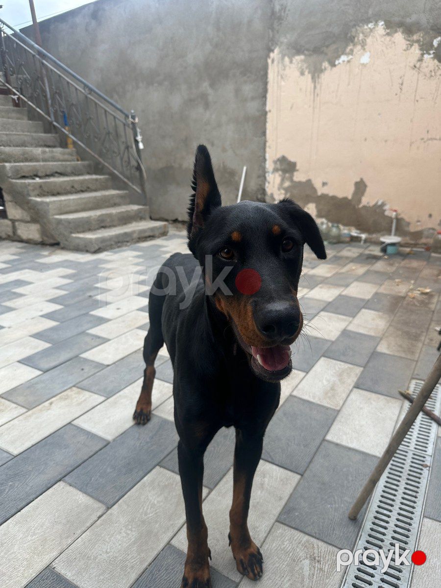 Doberman — Köpəklər, Bakı (5)