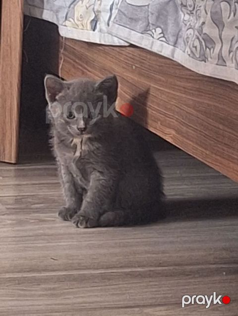 Boz rəngli, tükləri sıx və yumşaq balaca pişik balası. Gözləri — Digah