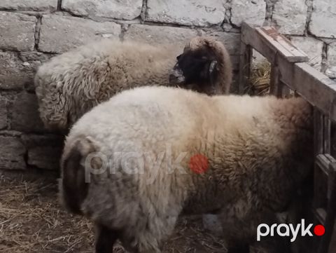 Növ: yerli ətlik qoyunlardi — Bakı