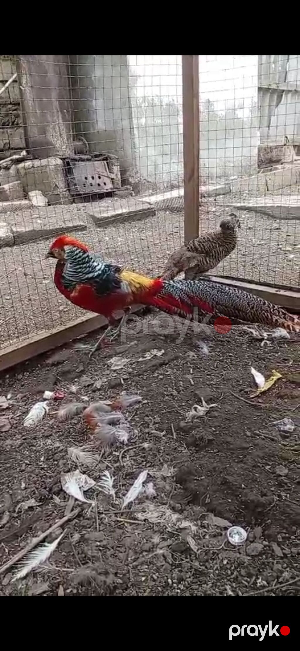 Satılır cüt qırqovul — Toyuq və xoruz, Masallı (4)