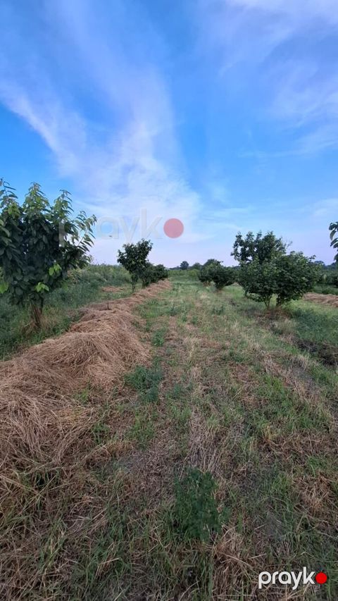 100 sot torpaq sahəsi, Xaçmaz r — Xaçmaz