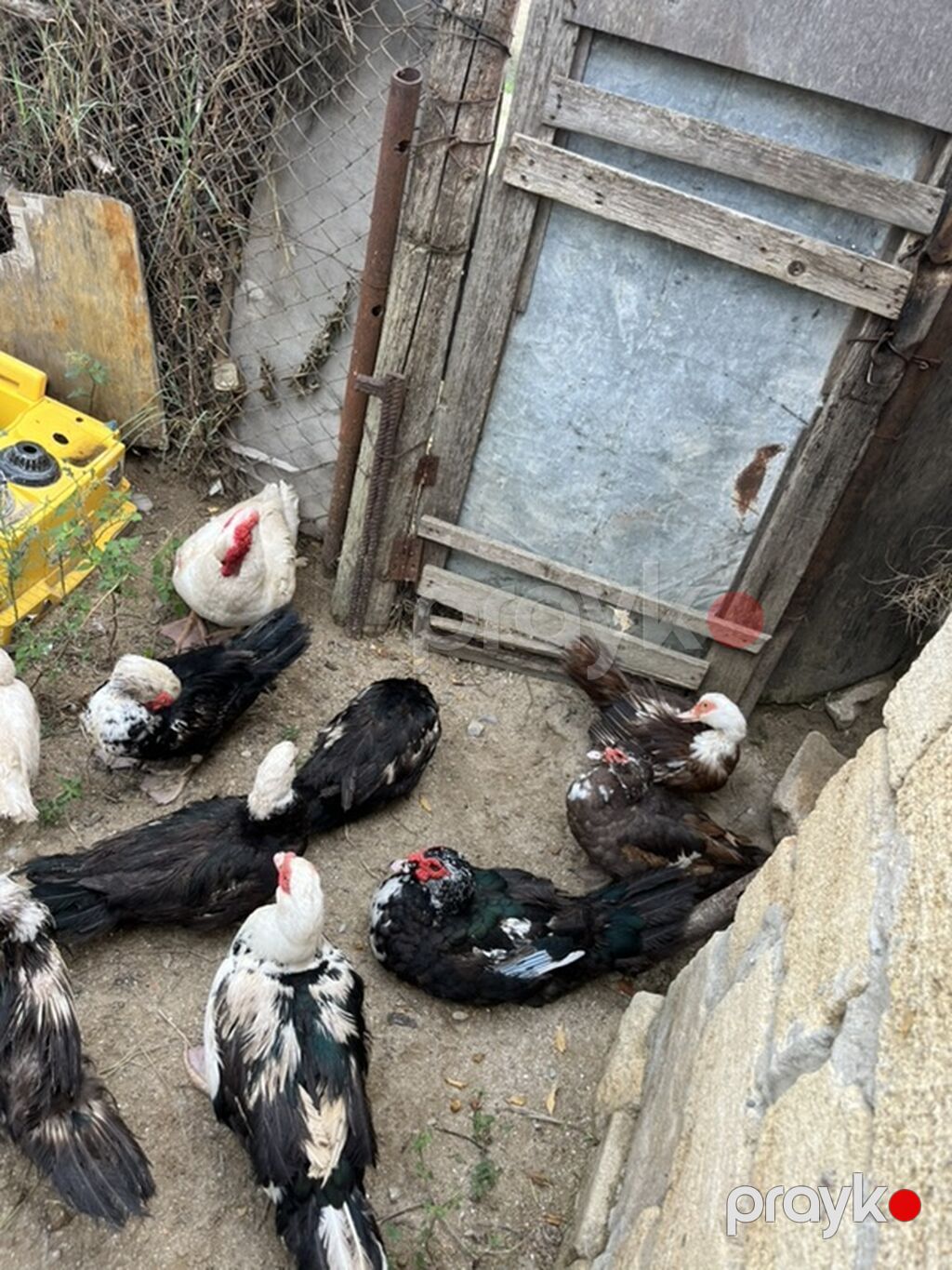 Salam diqqetle oxuyun zehmet deilsə 18 manatdan 35 manata kimi 18 — Digərləri, Fatmayı (7)