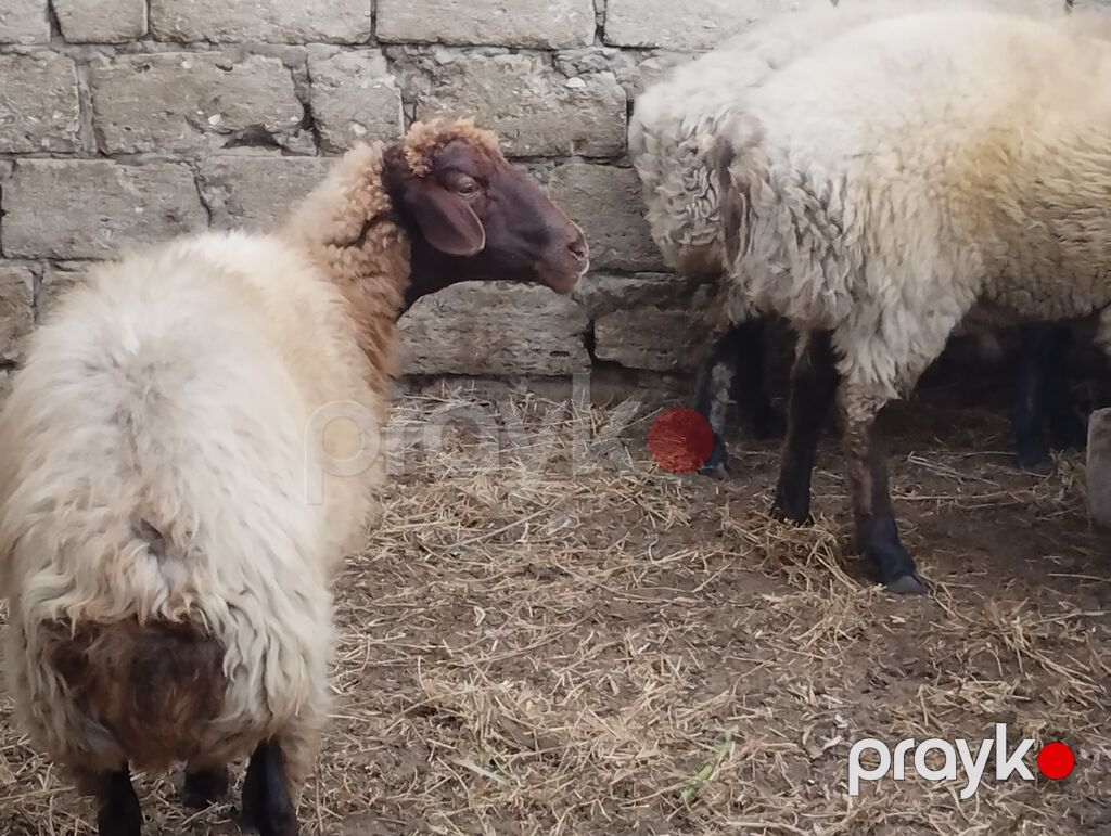 Növ: yerli ətlik qoyunlardi — Kənd təsərrüfatı heyvanları, Bakı (4)