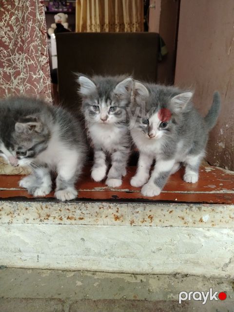 Sibir, Erkək, Yaxşı əllərə, Ünvandan götürmə — Xırdalan