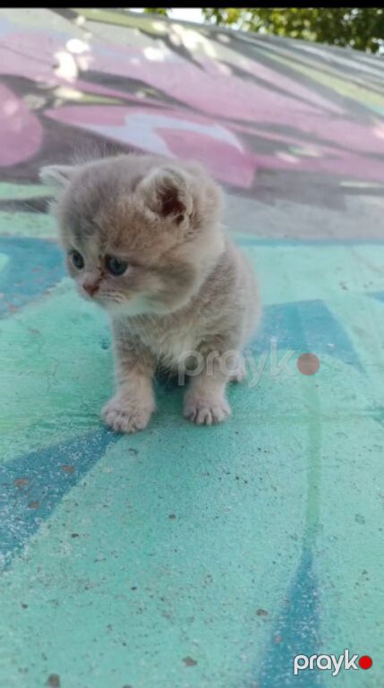 Британские котята — Pişiklər, Bakı (8)