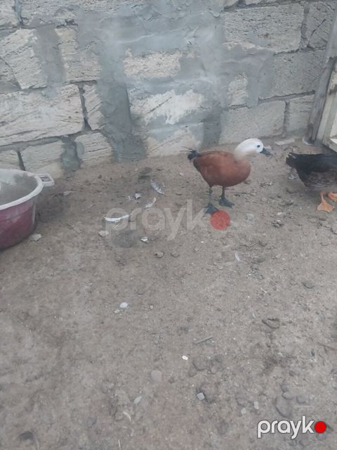 Anqut ördəyi — Bakı