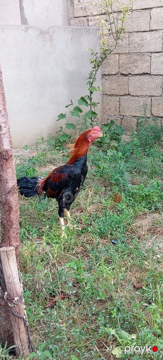Heyratı çolpalar — Quşlar, Xırdalan (2)